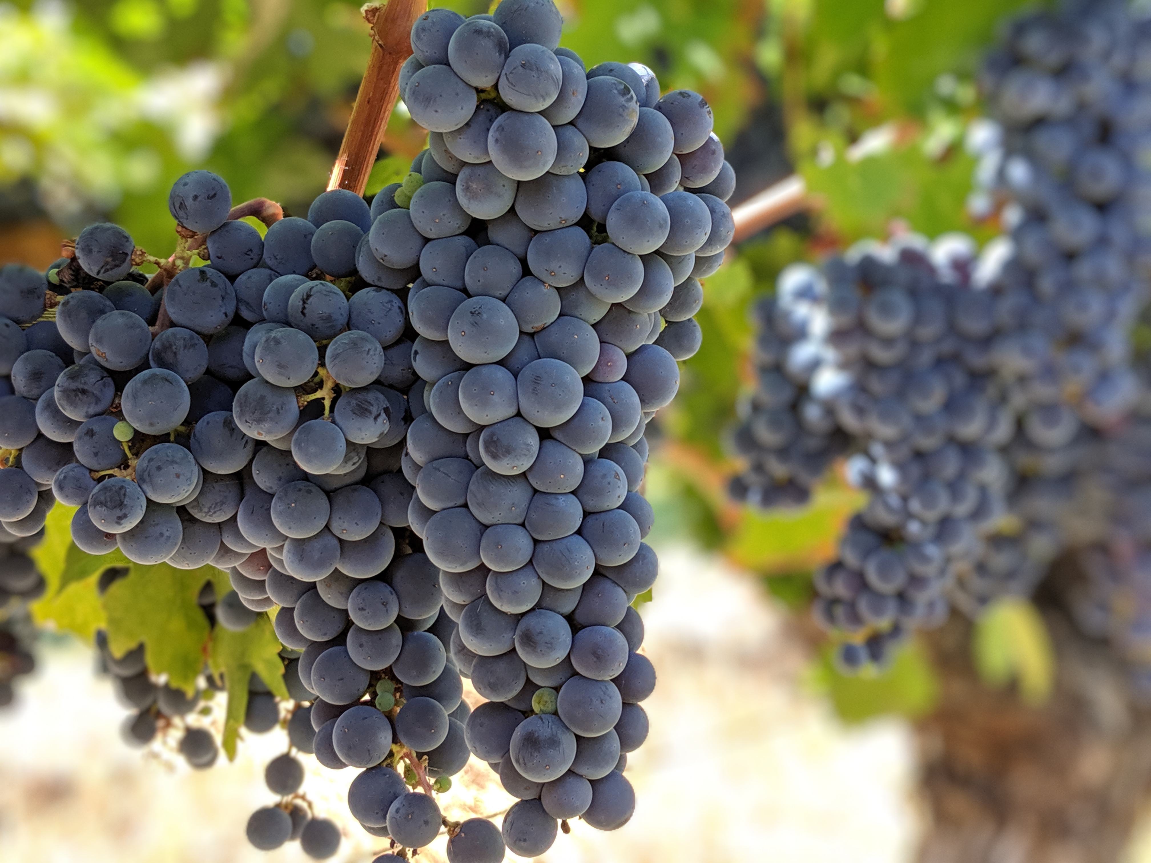Wine Grapes