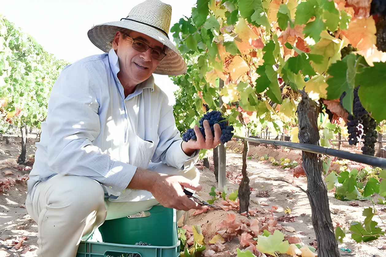 Photograph of Paolo Paolini in the vineyard